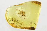 Detailed Fossil Parasitoid Wasp (Braconidae) in Baltic Amber #367436-1